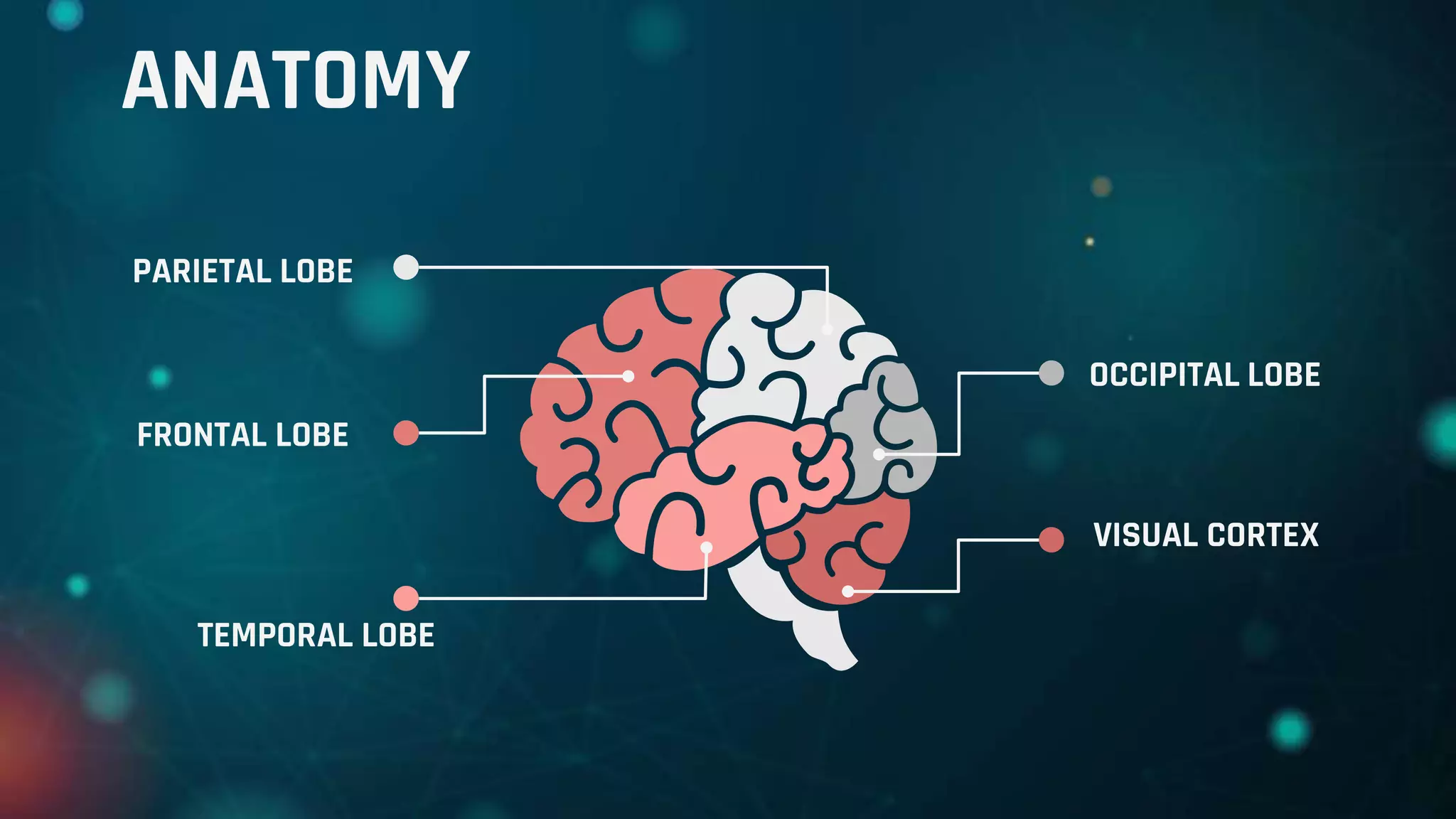 ANATOMY
TEMPORAL LOBE
FRONTAL LOBE
PARIETAL LOBE
OCCIPITAL LOBE
VISUAL CORTEX
 