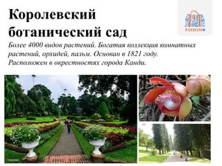 Королевский
ботанический сад
Более 4000 видов растений. Богатая коллекция комнатных
растений, орхидей, пальм. Основан в 1821 году.
Расположен в окрестностях города Канди.
 