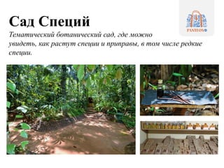 Сад Специй
Тематический ботанический сад, где можно
увидеть, как растут специи и приправы, в том числе редкие
специи.
 