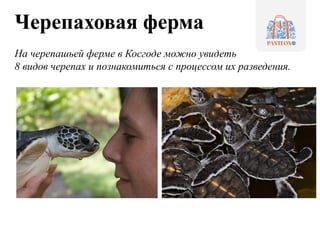 Черепаховая ферма
На черепашьей ферме в Косгоде можно увидеть
8 видов черепах и познакомиться с процессом их разведения.
 