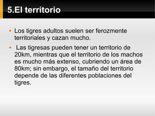 5.El territorio
 Los tigres adultos suelen ser ferozmente
territoriales y cazan mucho.
 Las tigresas pueden tener un territorio de
20km, mientras que el territorio de los machos
es mucho más extenso, cubriendo un área de
80km; sin embargo, el tamaño del territorio
depende de las diferentes poblaciones del
tigres.
 