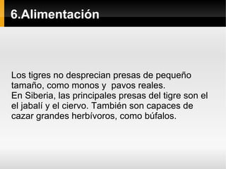 6.Alimentación
Los tigres no desprecian presas de pequeño
tamaño, como monos y pavos reales.
En Siberia, las principales presas del tigre son el
el jabalí y el ciervo. También son capaces de
cazar grandes herbívoros, como búfalos.
 