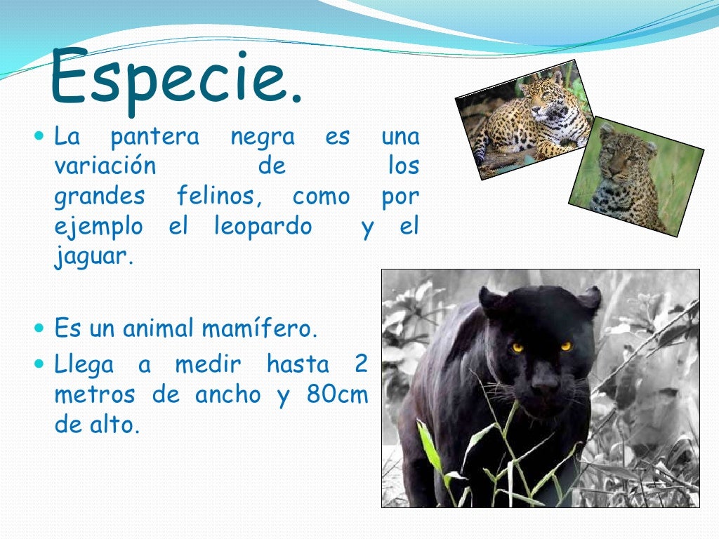 Pantera negra