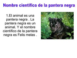 1.El animal es una pantera negra . La pantera negra es un animal. Y el nombre científico de la pantera negra es Felis melas . Nombre cientifico de la pantera negra 