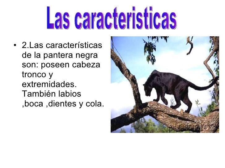 Pantera negra2