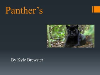 Panther’s
By Kyle Brewster
 