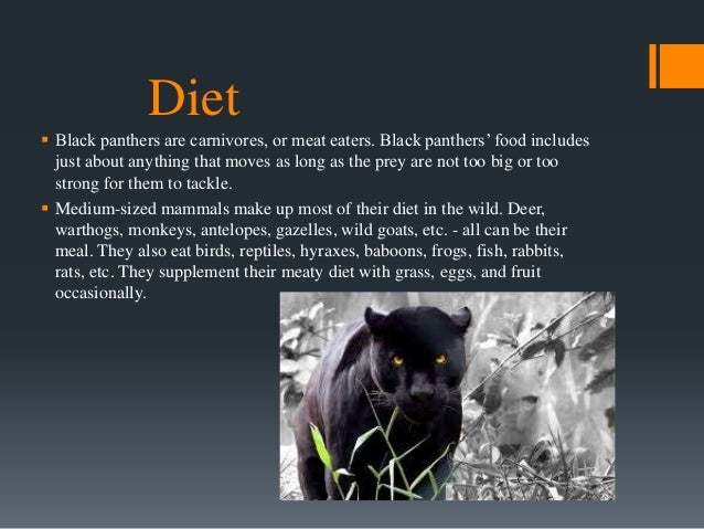 what is the diet of a black panther?