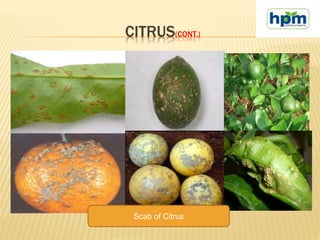 CITRUS(CONT.)
Scab of Citrus
 