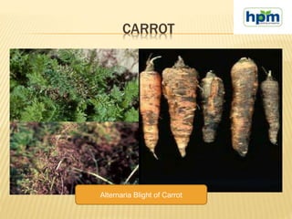 CARROT
Alternaria Blight of Carrot
 