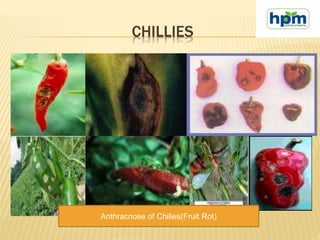 CHILLIES
Anthracnose of Chilies(Fruit Rot)
 