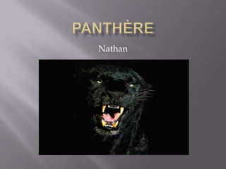 Panthère Nathan 