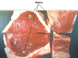 Bobice
 
