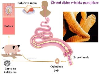 Životni ciklus svinjske pantljičare
Oplođeno
jaje
Zreo članak
Bobica
Larva sa
kukicama
Bobičavo meso
 