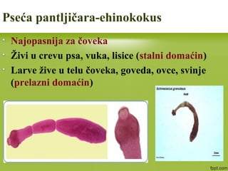 Najopasnija za čoveka
Živi u crevu psa, vuka, lisice (stalni domaćin)
Larve žive u telu čoveka, goveda, ovce, svinje
(prelazni domaćin)
Pseća pantljičara-ehinokokus
 