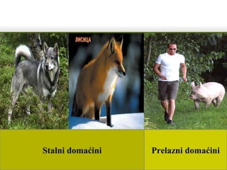 Stalni domaćini Prelazni domaćini
 