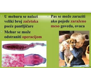 U mehuru se nalazi
veliki broj začetaka
pseće pantljičare
Mehur se može
odstraniti operacijom
Pas se može zaraziti
ako pojede zaraženo
meso goveda, ovaca
 