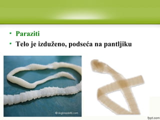 Paraziti
Telo je izduženo, podseća na pantljiku
 