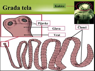 Građa tela
Glava
Pijavke
Vrat
Članci
Kukice
 