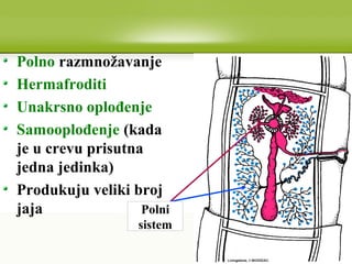 Polno razmnožavanje
Hermafroditi
Unakrsno oplođenje
Samooplođenje (kada
je u crevu prisutna
jedna jedinka)
Produkuju veliki broj
jaja Polni
sistem
 