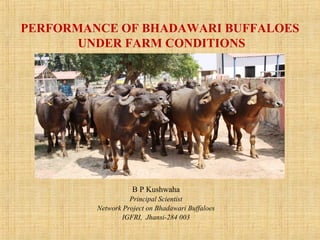 B P Kushwaha
Principal Scientist
Network Project on Bhadawari Buffaloes
IGFRI, Jhansi-284 003
PERFORMANCE OF BHADAWARI BUFFALOES
UNDER FARM CONDITIONS
 