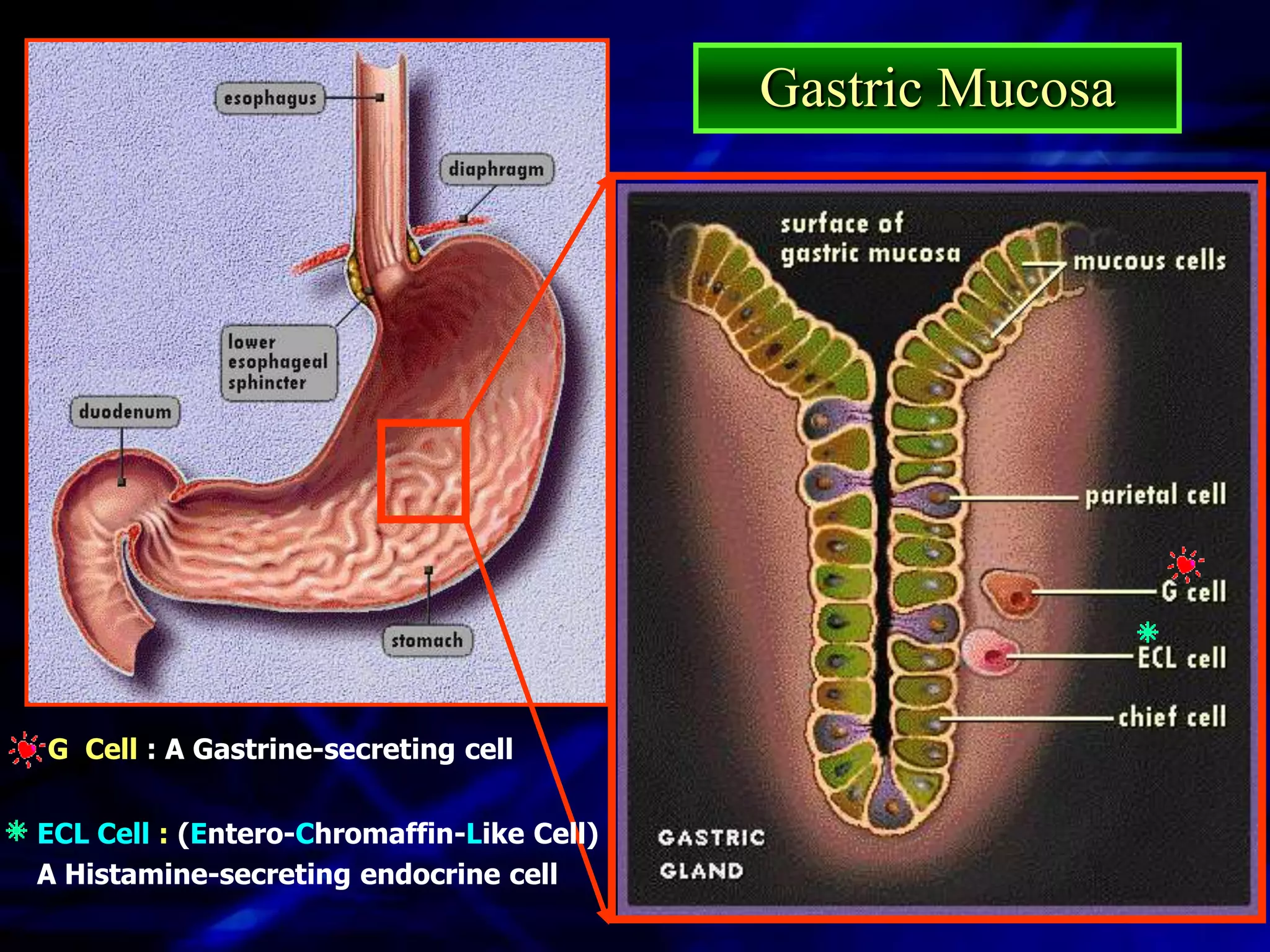 Gastric Mucosa




G Cell : A Gastrine-secreting cell


ECL Cell : (Entero-Chromaffin-Like Cell)
A Histamine-secreting endocrine cell
 