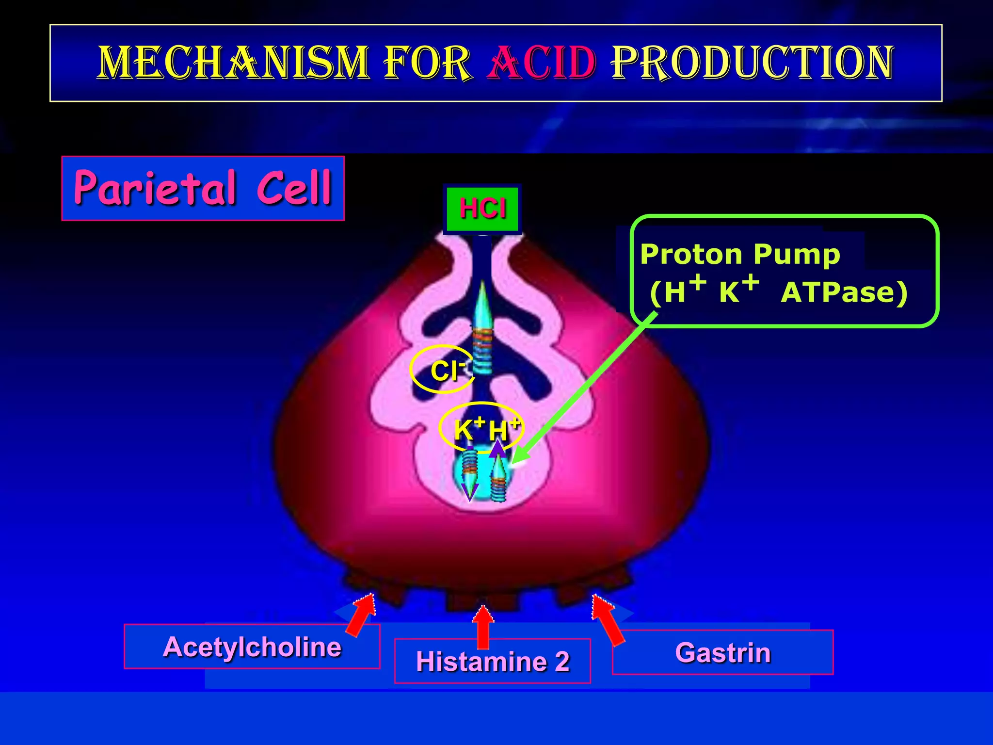 Mechanism for Acid Production

Parietal Cell          HCl
                                  Proton Pump
                                  (H+ K+ ATPase)

                     Cl-

                      K+ H+




    Acetylcholine                  Gastrin
                    Histamine 2
 