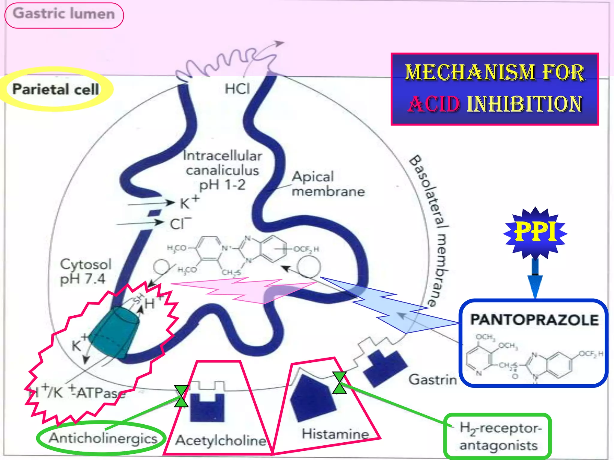 Mechanism for
Acid Inhibition




         PPI
 