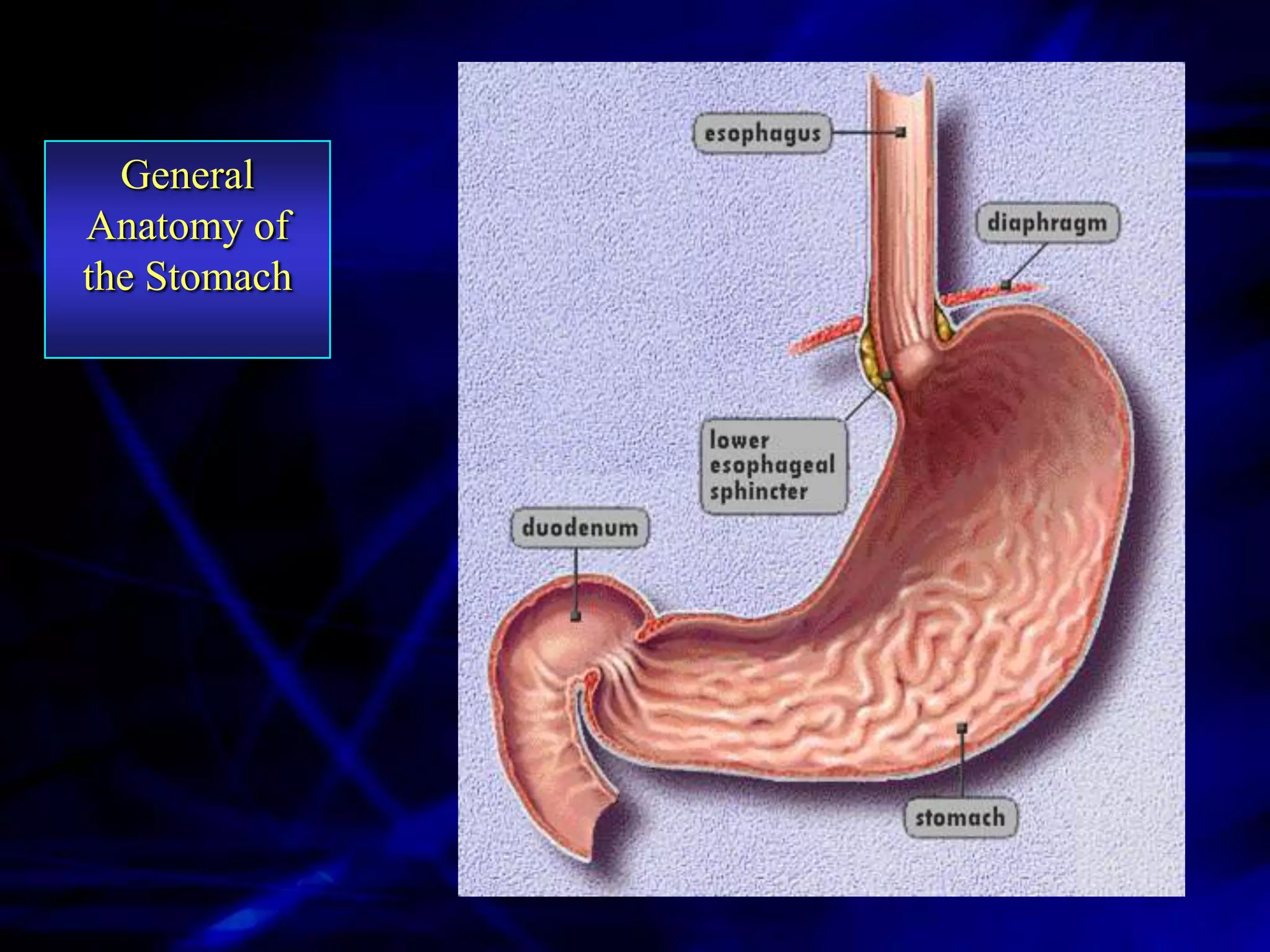 General
Anatomy of
the Stomach
 