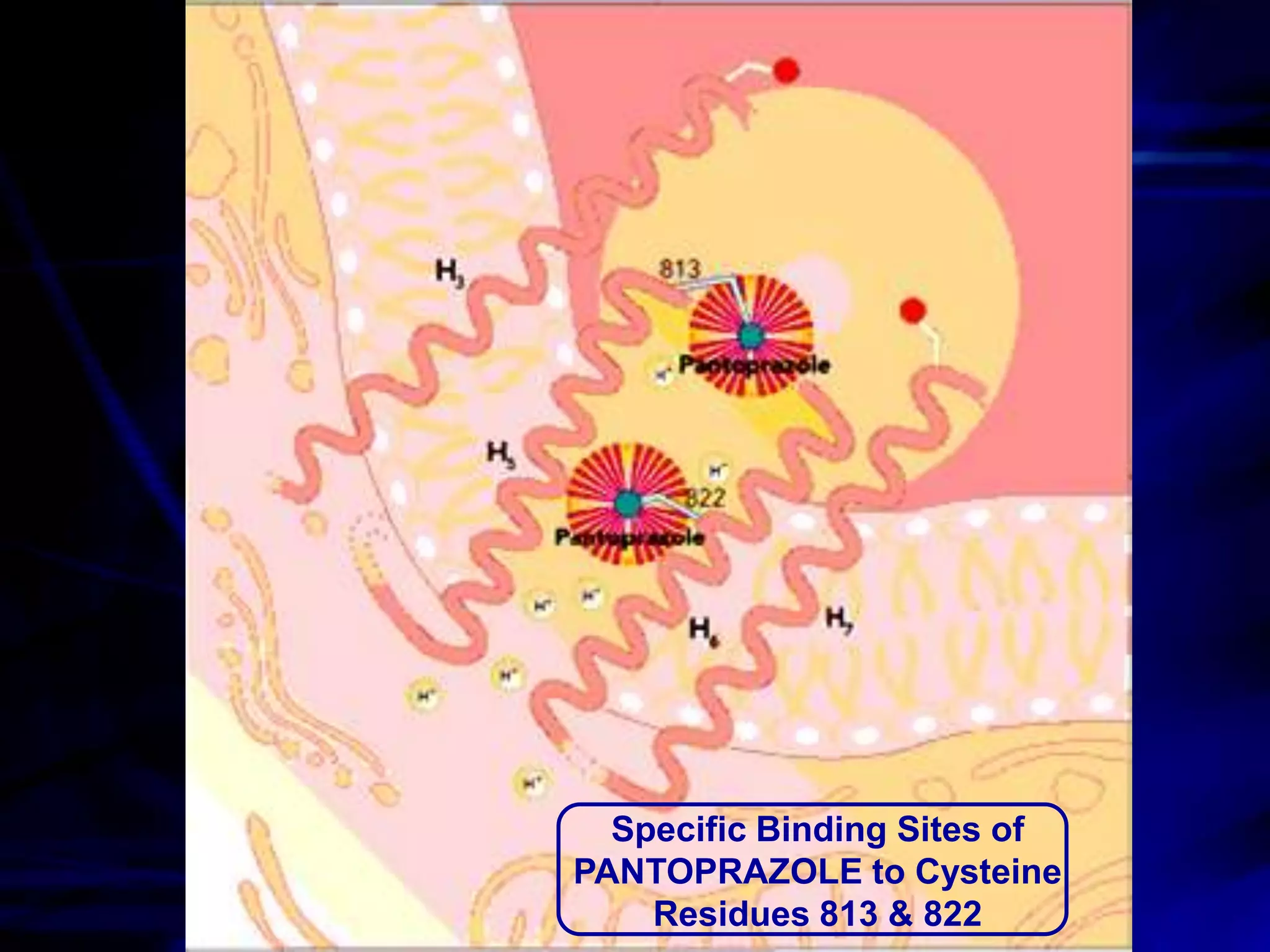 Specific Binding Sites of
PANTOPRAZOLE to Cysteine
    Residues 813 & 822
 