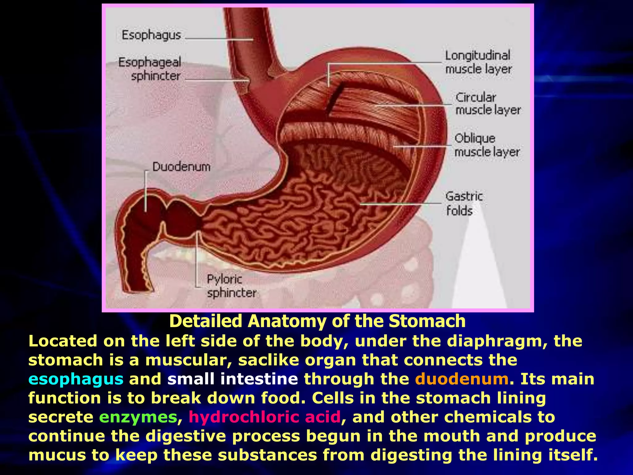 Detailed Anatomy of the Stomach
Located on the left side of the body, under the diaphragm, the
stomach is a muscular, saclike organ that connects the
esophagus and small intestine through the duodenum. Its main
function is to break down food. Cells in the stomach lining
secrete enzymes, hydrochloric acid, and other chemicals to
continue the digestive process begun in the mouth and produce
mucus to keep these substances from digesting the lining itself.
 
