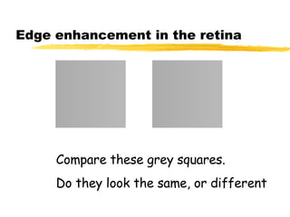 Edge enhancement in the retina Compare these grey squares. Do they look the same, or different 