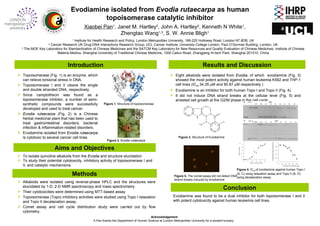 Evodiamine isolated from Evodia rutaecarpa as human
topoisomerase catalytic inhibitor
Xiaobei Pan1
, Janet M. Hartley2
, John A. Hartley2
, Kenneth N White1
,
Zhengtao Wang1,3
, S. W. Annie Bligh1
1
Institute for Health Research and Policy, London Metropolitan University, 166-220 Holloway Road, London N7 8DB, UK
2
Cancer Research UK Drug-DNA Interactions Research Group, UCL Cancer Institute, University College London, Paul O’Gorman Building, London, UK
3
The MOE Key Laboratory for Standardization of Chinese Medicines and the SATCM Key Laboratory for New Resources and Quality Evaluation of Chinese Medicines, Institute of Chinese
Materia Medica, Shanghai University of Traditional Chinese Medicine, 1200 Cailun Road, Zhangjiang Hi-tech Park, Shanghai 201210, China
Introduction
 Topoisomerase (Fig. 1) is an enzyme, which
can relieve torsional stress in DNA.
 Topoisomerase I and II cleave the single
and double stranded DNA, respectively.
 Since camptothecin was found as a
topoisomerase inhibitor, a number of semi-
synthetic compounds were successfully
developed and used to treat cancer.
 Evodia rutaecarpa (Fig. 2) is a Chinese
herbal medicinal plant that has been used to
treat gastrointestinal disorders, bacterial
infection & inflammation-related disorders.
 Evodiamine isolated from Evodia rutaecarpa
is cytotoxic to several cancer cell lines.
Aims and Objectives
 To isolate quinoline alkaloids from the Evodia and structure elucidation
 To study their potential cytotoxicity, inhibitory activity of topoisomerase I and
II, and catalytic mechanisms.
Methods
 Alkaloids were isolated using reverse-phase HPLC and the structures were
elucidated by 1-D, 2-D NMR spectroscopy and mass spectrometry.
 Their cytotoxicities were determined using MTT-based assay.
 Topoisomerase (Topo) inhibitory activities were studied using Topo I relaxation
and Topo II decatanation assay.
 Comet assay and cell cycle distribution study were carried out by flow
cytometry.
Results and Discussion
 Eight alkaloids were isolated from Evodia, of which evodiamine (Fig. 3)
showed the most potent activity against human leukemia K562 and THP-1
cell lines (IC50 34.35 µM and 90.87 µM respectively.)
 Evodiamine is an inhibitor for both human Topo I and Topo II (Fig. 4).
 It did not induce DNA strand breaks at the cellular level (Fig. 5) and
arrested cell growth at the G2/M phase in the cell cycle.
N
H
N
N
O2
3
5
6
78
9
10
11
12
13
15
16
17
18
19
20
21
H
H3C
Conclusion
Evodiamine was found to be a dual inhibitor for both topoisomerase I and II
with potent cytotoxicity against human leukemia cell lines.
Figure 1. Structure of topoisomerase
Figure 2. Evodia rutaecarpa
Figure 3. Structure of Evodiamine
Figure 4. IC50 of evodiamine against human Topo I
(A, C) using relaxation assay and Topo II (B, D)
using decatanation assayFigure 5. The comet assay did not detect DNA
strand breaks induced by evodiamine
Acknowledgement
X.Pan thanks the Department of Human Science at London Metropolitan University for a student bursary.
 
