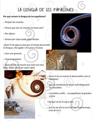 LA LLENGUA DE LES PAPALLONES
Per què serveix la llengua de les papallones?
– Perquè són insectes.
– Penses que tots els insectes la tenen així?
– No, alguns.
– Serveix per caçar quan volen menjar.
-Quan hi ha alguna cosa que ell menja desenrotlla
la llengua, s'ho agafa i s'ho posa a la boca.
– Com una granota.
– Com el camaleón.
– Quan veuen un insecte que està una mica
lluny, la fan servir per caçar ràpid.
– Quan hi ha un insecte la desenrotllen com el
camaleón.
– No, els camaleons la tenen molt llarga però
no l'enrotllen.
– L'enrotllen a dins.... les papallones la guarden
a fora.
– perquè no els hi cap a dins.
– Jo a les de dia no els hi he vist l'espiritrompa,
a les de nit sí.
 