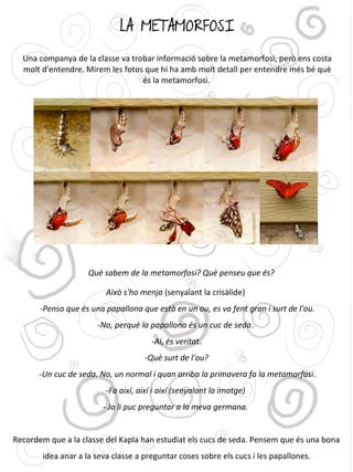 LA METAMORFOSI
Una companya de la classe va trobar informació sobre la metamorfosi, però ens costa
molt d'entendre. Mirem les fotos que hi ha amb molt detall per entendre més bé què
és la metamorfosi.
Això s'ho menja (senyalant la crisàlide)
-Penso que és una papallona que està en un ou, es va fent gran i surt de l'ou.
-No, perquè la papallona és un cuc de seda.
-Ai, és veritat.
-Què surt de l'ou?
-Un cuc de seda. No, un normal i quan arriba la primavera fa la metamorfosi.
-Fa així, així i així (senyalant la imatge)
- Jo li puc preguntar a la meva germana.
Recordem que a la classe del Kapla han estudiat els cucs de seda. Pensem que és una bona
idea anar a la seva classe a preguntar coses sobre els cucs i les papallones.
Què sabem de la metamorfosi? Què penseu que és?
 