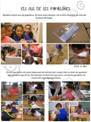 ELS OUS DE LES PAPALLONES
Nosaltres tenim ous de papallona. Els hem anat a buscar i els hi hem ensenyat als nens de
la classe del kapla.
Els ous que tenim els anem observant de tant en tant i estem fent un diari on apuntem
tots els canvis que hi ha. De moment no hem vist cap canvi, i els tenim guardats a la
nevera fns que sigui primavera.
Escric el diari
 