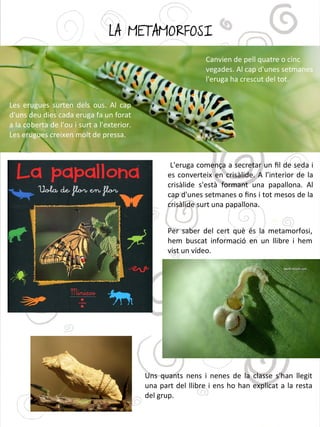 LA METAMORFOSI
Les erugues surten dels ous. Al cap
d'uns deu dies cada eruga fa un forat
a la coberta de l'ou i surt a l'exterior.
Les erugues creixen molt de pressa.
Per saber del cert què és la metamorfosi,
hem buscat informació en un llibre i hem
vist un vídeo.
Uns quants nens i nenes de la classe s'han llegit
una part del llibre i ens ho han explicat a la resta
del grup.
L'eruga comença a secretar un fl de seda i
es converteix en crisàlide. A l'interior de la
crisàlide s'està formant una papallona. Al
cap d'unes setmanes o fns i tot mesos de la
crisàlide surt una papallona.
Canvien de pell quatre o cinc
vegades. Al cap d'unes setmanes
l'eruga ha crescut del tot.
 