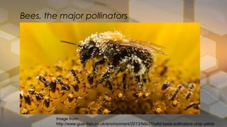 Bees, the major pollinators
Image from:
http://www.guardian.co.uk/environment/2013/feb/28/wild-bees-pollinators-crop-yields
 