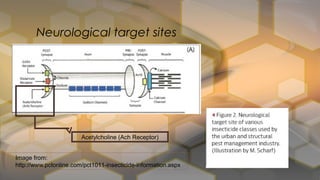 Neurological target sites
Image from:
http://www.pctonline.com/pct1011-insecticide-information.aspx
Acetylcholine (Ach Receptor)
 
