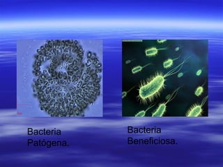 Bacteria    Bacteria
Patógena.   Beneficiosa.
 