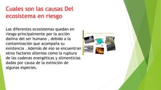 Cuales son las causas Del
ecosistema en riesgo
Los diferentes ecosistemas quedan en
riesgo principalmente por la acción
dañina del ser humano , debido a la
contaminación que acompaña su
existencia . Además de eso se encuentran
otros factores alternos como la ruptura
de las cadenas energéticas y alimenticias
dadas por causa de la extinción de
algunas especies.
 