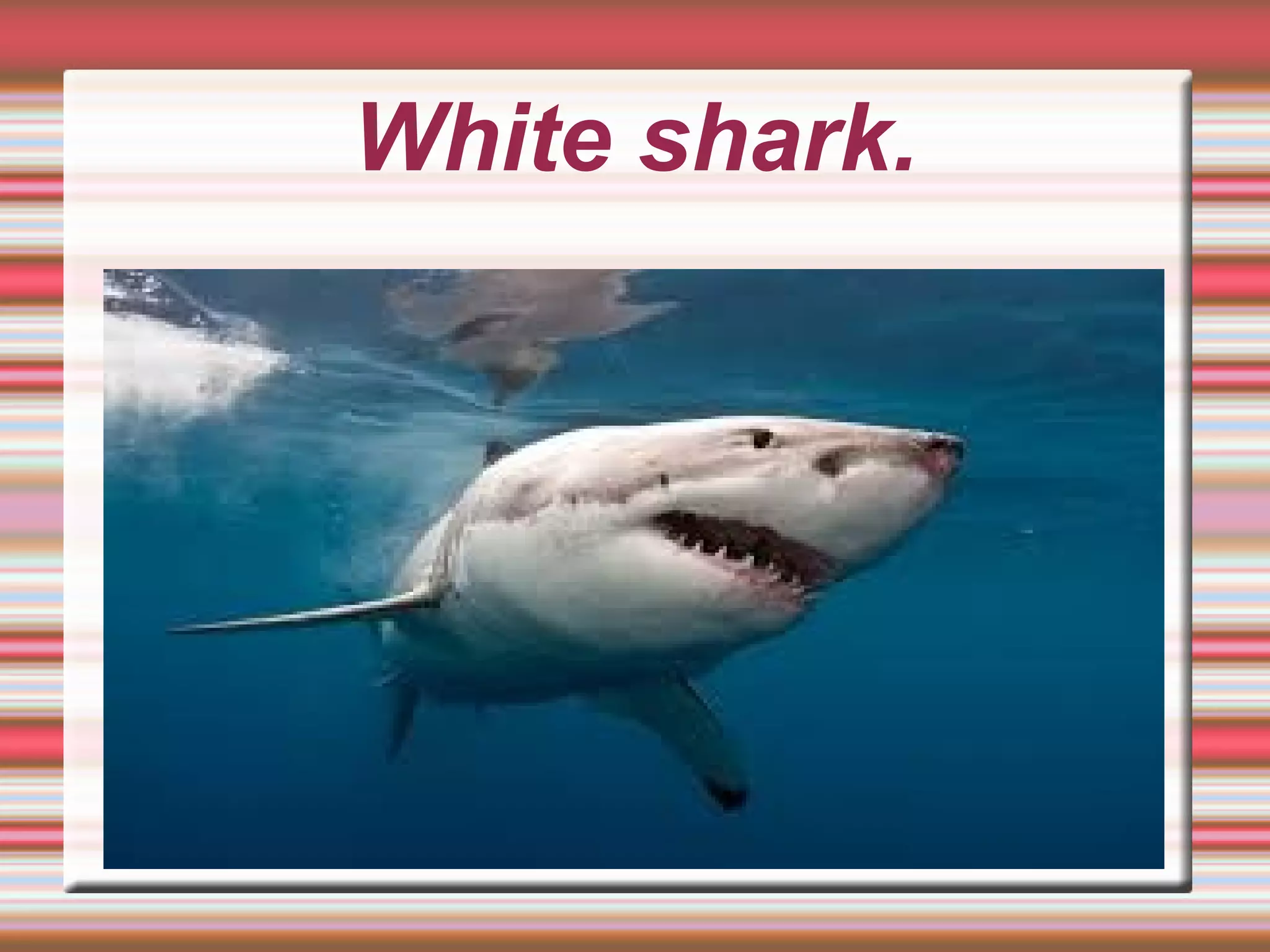 White shark.
 