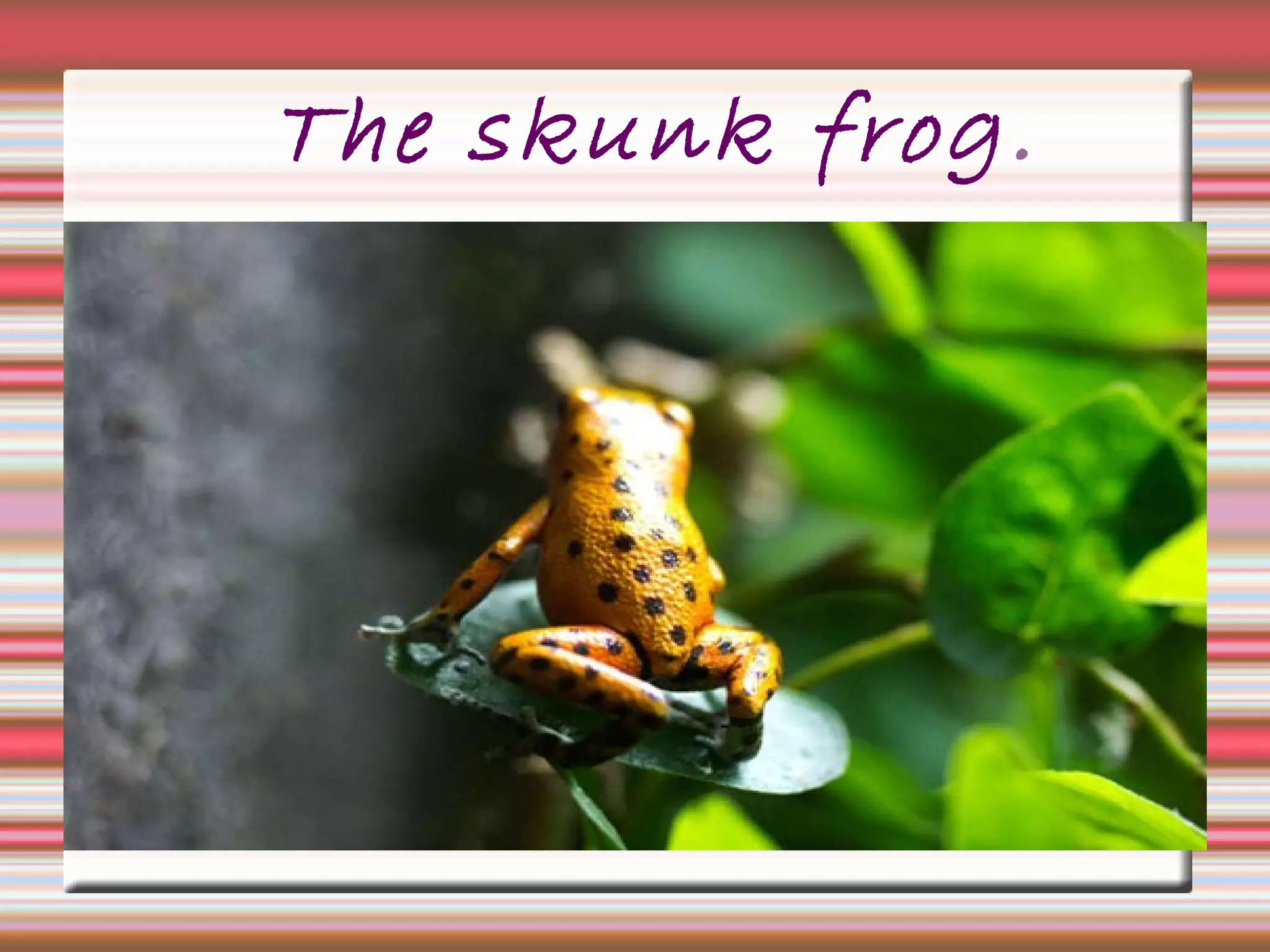 The skunk frog.
 