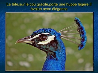 La tête,sur le cou gracile,porte une huppe légère.Il
                évolue avec élégance
 
