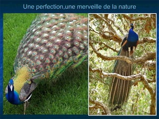 Une perfection,une merveille de la nature
 
