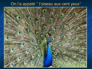 On l’a appelé ’’ l’oiseau aux cent yeux’’
 