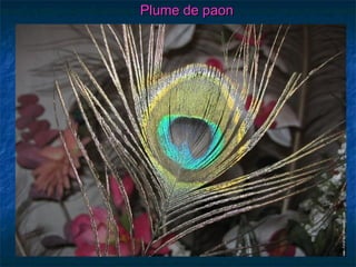 Plume de paon
 