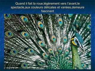 Quand il fait la roue,légèrement vers l’avant,le
spectacle,aux couleurs délicates et variées,demeure
                       fascinant
 