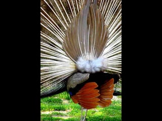 Paon en plein1