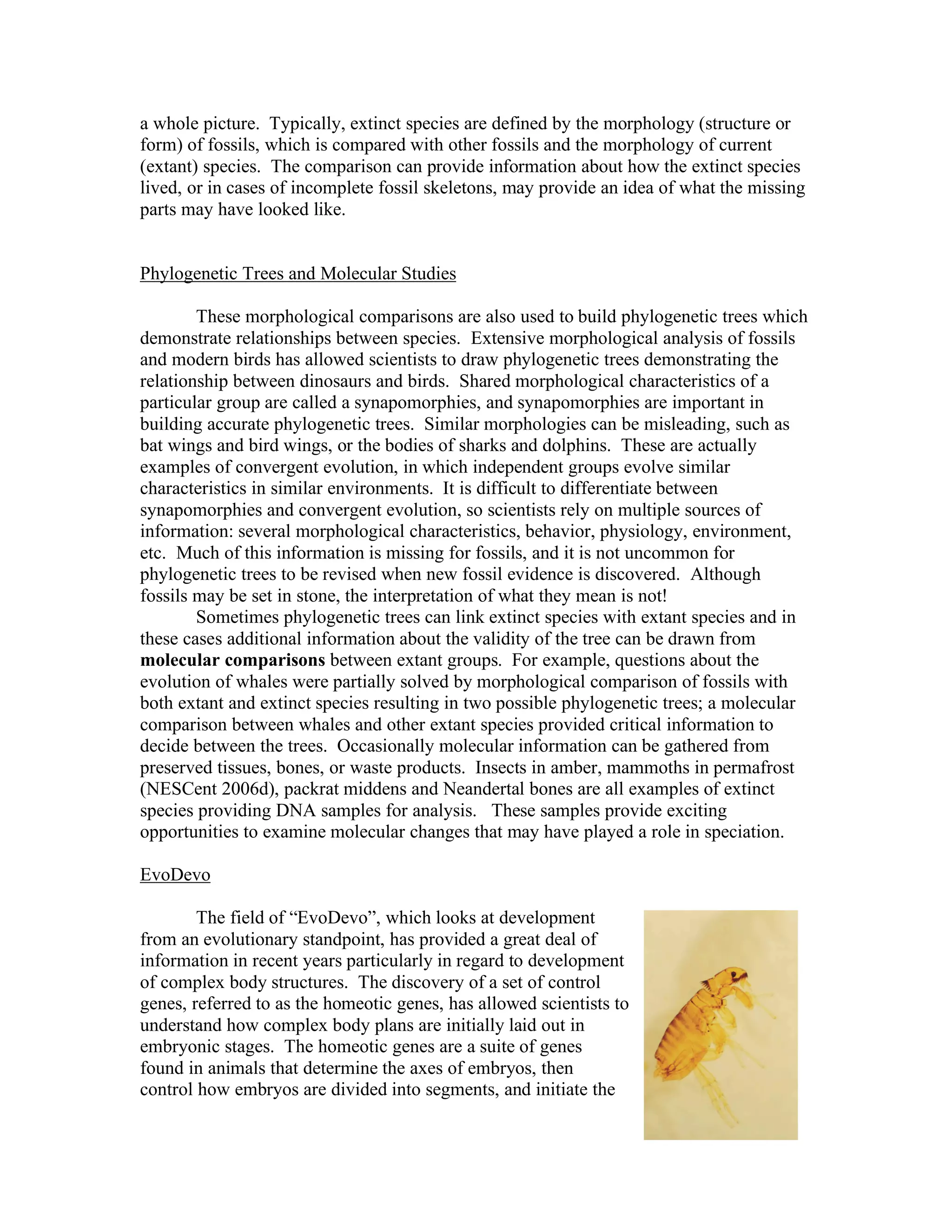 a whole picture. Typically, extinct species are defined by the morphology (structure or
form) of fossils, which is compared with other fossils and the morphology of current
(extant) species. The comparison can provide information about how the extinct species
lived, or in cases of incomplete fossil skeletons, may provide an idea of what the missing
parts may have looked like.
Phylogenetic Trees and Molecular Studies
These morphological comparisons are also used to build phylogenetic trees which
demonstrate relationships between species. Extensive morphological analysis of fossils
and modern birds has allowed scientists to draw phylogenetic trees demonstrating the
relationship between dinosaurs and birds. Shared morphological characteristics of a
particular group are called a synapomorphies, and synapomorphies are important in
building accurate phylogenetic trees. Similar morphologies can be misleading, such as
bat wings and bird wings, or the bodies of sharks and dolphins. These are actually
examples of convergent evolution, in which independent groups evolve similar
characteristics in similar environments. It is difficult to differentiate between
synapomorphies and convergent evolution, so scientists rely on multiple sources of
information: several morphological characteristics, behavior, physiology, environment,
etc. Much of this information is missing for fossils, and it is not uncommon for
phylogenetic trees to be revised when new fossil evidence is discovered. Although
fossils may be set in stone, the interpretation of what they mean is not!
Sometimes phylogenetic trees can link extinct species with extant species and in
these cases additional information about the validity of the tree can be drawn from
molecular comparisons between extant groups. For example, questions about the
evolution of whales were partially solved by morphological comparison of fossils with
both extant and extinct species resulting in two possible phylogenetic trees; a molecular
comparison between whales and other extant species provided critical information to
decide between the trees. Occasionally molecular information can be gathered from
preserved tissues, bones, or waste products. Insects in amber, mammoths in permafrost
(NESCent 2006d), packrat middens and Neandertal bones are all examples of extinct
species providing DNA samples for analysis. These samples provide exciting
opportunities to examine molecular changes that may have played a role in speciation.
EvoDevo
The field of “EvoDevo”, which looks at development
from an evolutionary standpoint, has provided a great deal of
information in recent years particularly in regard to development
of complex body structures. The discovery of a set of control
genes, referred to as the homeotic genes, has allowed scientists to
understand how complex body plans are initially laid out in
embryonic stages. The homeotic genes are a suite of genes
found in animals that determine the axes of embryos, then
control how embryos are divided into segments, and initiate the
 