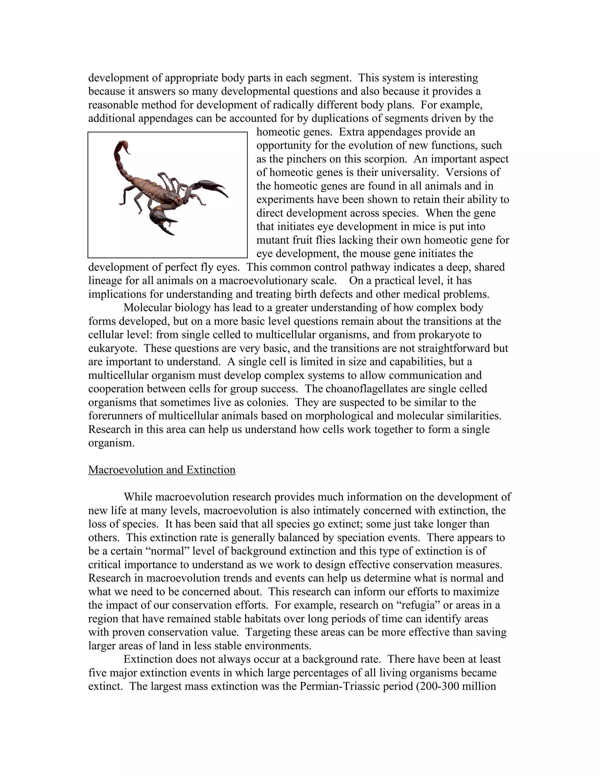 development of appropriate body parts in each segment. This system is interesting
because it answers so many developmental questions and also because it provides a
reasonable method for development of radically different body plans. For example,
additional appendages can be accounted for by duplications of segments driven by the
homeotic genes. Extra appendages provide an
opportunity for the evolution of new functions, such
as the pinchers on this scorpion. An important aspect
of homeotic genes is their universality. Versions of
the homeotic genes are found in all animals and in
experiments have been shown to retain their ability to
direct development across species. When the gene
that initiates eye development in mice is put into
mutant fruit flies lacking their own homeotic gene for
eye development, the mouse gene initiates the
development of perfect fly eyes. This common control pathway indicates a deep, shared
lineage for all animals on a macroevolutionary scale. On a practical level, it has
implications for understanding and treating birth defects and other medical problems.
Molecular biology has lead to a greater understanding of how complex body
forms developed, but on a more basic level questions remain about the transitions at the
cellular level: from single celled to multicellular organisms, and from prokaryote to
eukaryote. These questions are very basic, and the transitions are not straightforward but
are important to understand. A single cell is limited in size and capabilities, but a
multicellular organism must develop complex systems to allow communication and
cooperation between cells for group success. The choanoflagellates are single celled
organisms that sometimes live as colonies. They are suspected to be similar to the
forerunners of multicellular animals based on morphological and molecular similarities.
Research in this area can help us understand how cells work together to form a single
organism.
Macroevolution and Extinction
While macroevolution research provides much information on the development of
new life at many levels, macroevolution is also intimately concerned with extinction, the
loss of species. It has been said that all species go extinct; some just take longer than
others. This extinction rate is generally balanced by speciation events. There appears to
be a certain “normal” level of background extinction and this type of extinction is of
critical importance to understand as we work to design effective conservation measures.
Research in macroevolution trends and events can help us determine what is normal and
what we need to be concerned about. This research can inform our efforts to maximize
the impact of our conservation efforts. For example, research on “refugia” or areas in a
region that have remained stable habitats over long periods of time can identify areas
with proven conservation value. Targeting these areas can be more effective than saving
larger areas of land in less stable environments.
Extinction does not always occur at a background rate. There have been at least
five major extinction events in which large percentages of all living organisms became
extinct. The largest mass extinction was the Permian-Triassic period (200-300 million
 